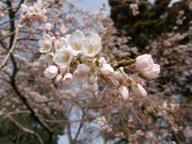 しだれ桜_c0108198_16475063.jpg