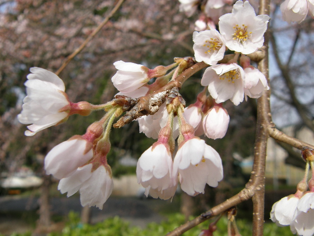 しだれ桜_c0108198_1648536.jpg