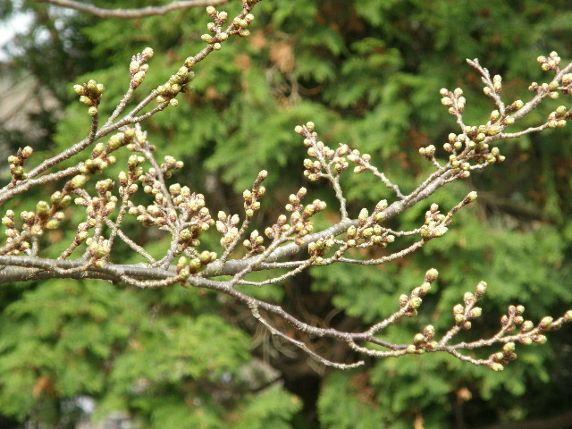 c0108198_16495742.jpg