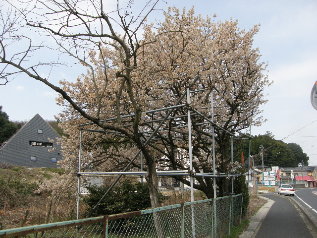 しだれ桜_c0108198_16502639.jpg