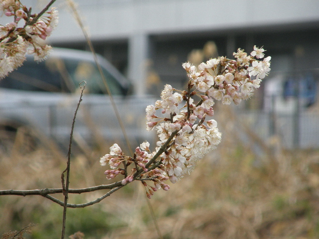 しだれ桜_c0108198_16524459.jpg