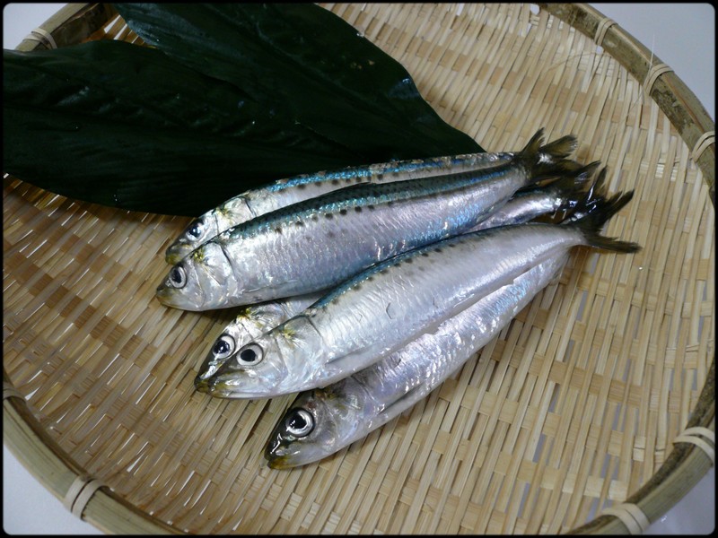 今日の魚 マイワシ 魚と野菜と私と和ノ香