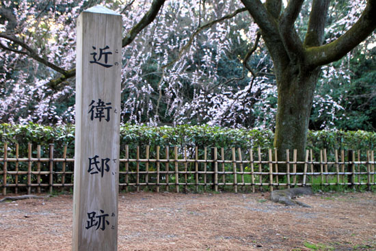京都御苑　糸しだれ桜2_e0048413_22143291.jpg