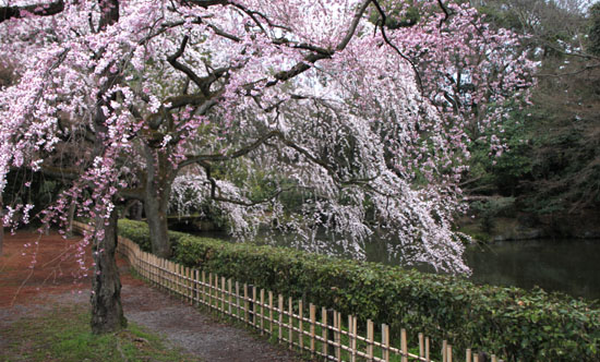 京都御苑　糸しだれ桜2_e0048413_22152157.jpg