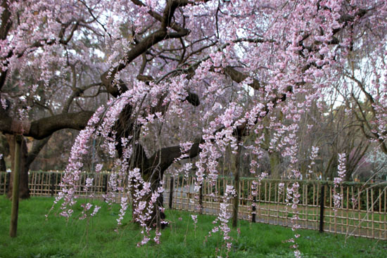 京都御苑　糸しだれ桜　3_e0048413_2227025.jpg