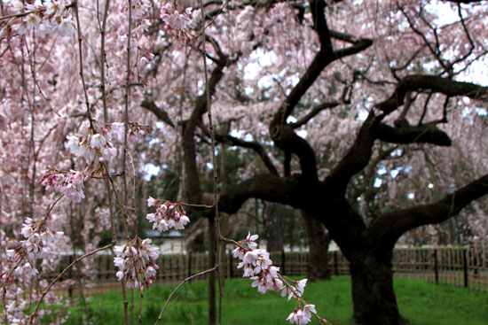 京都御苑　糸しだれ桜　3_e0048413_22271615.jpg
