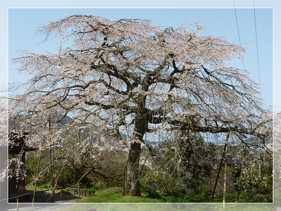    萩市　南明寺の　大糸桜_d0025414_12544317.jpg