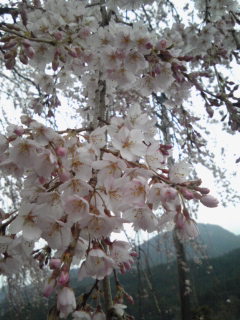 明王寺のしだれ桜_f0135923_12422477.jpg