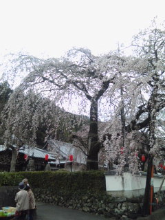 明王寺のしだれ桜_f0135923_1243525.jpg