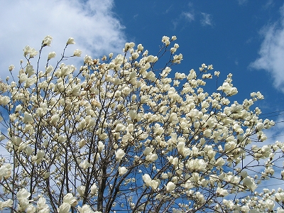 辛夷の花が咲いた_f0203324_143125.jpg