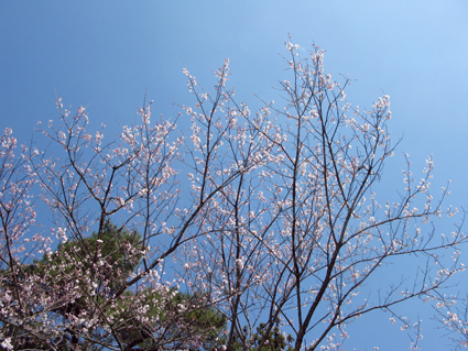 子安神社_f0129726_2215196.jpg