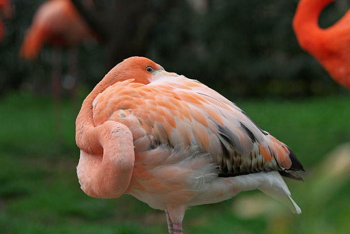 上野で鳥撮り　５_a0091329_21142978.jpg