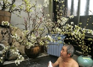 日田市天瀬町　白いナシの花で温泉街盛り上げ　温泉熱利用　剪定後、もう一花_e0113829_162674.jpg