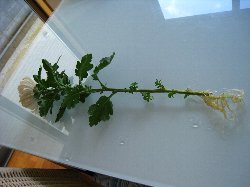 造花?枯れた?_c0204333_18511937.jpg