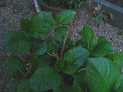 造花?枯れた?_c0204333_18515329.jpg
