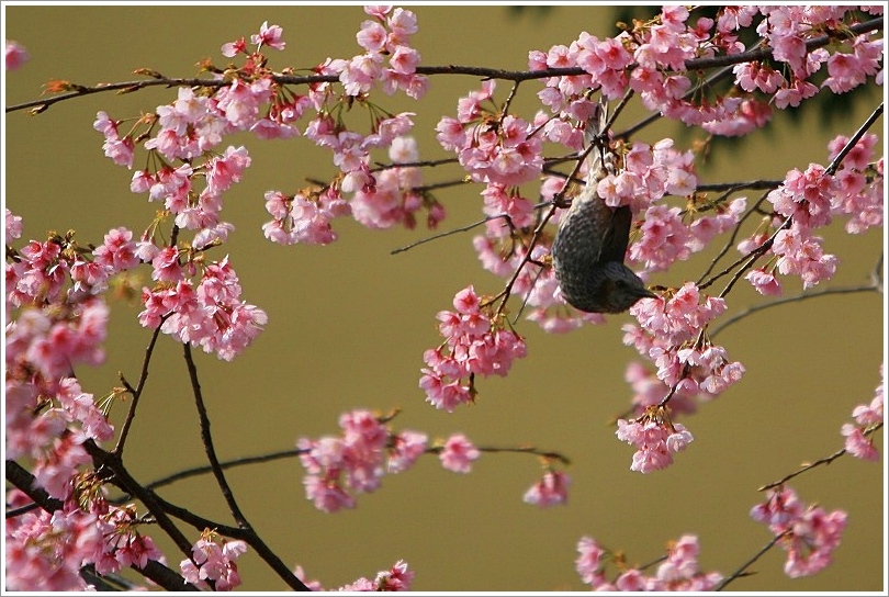 安行桜にヒヨドリだけしかいませんでした_e0052135_18184766.jpg