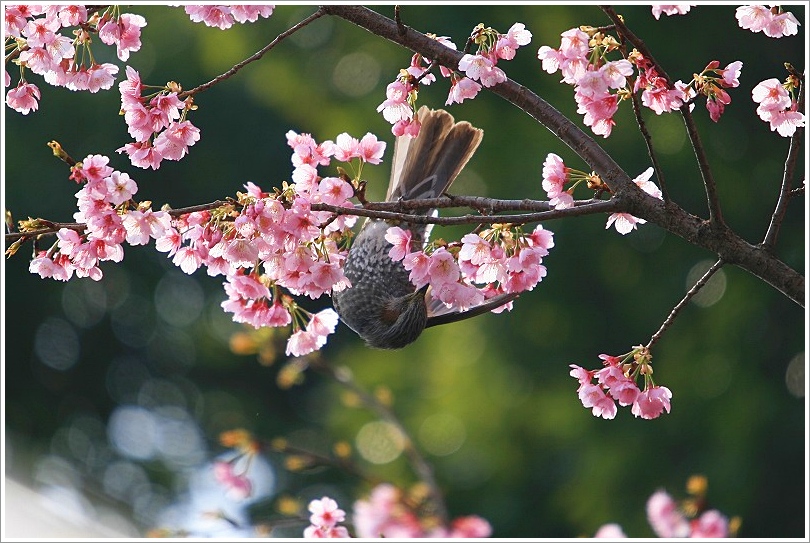 安行桜にヒヨドリだけしかいませんでした_e0052135_1818887.jpg