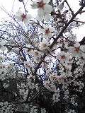 桜がちらほら～♪_d0118053_1551823.jpg