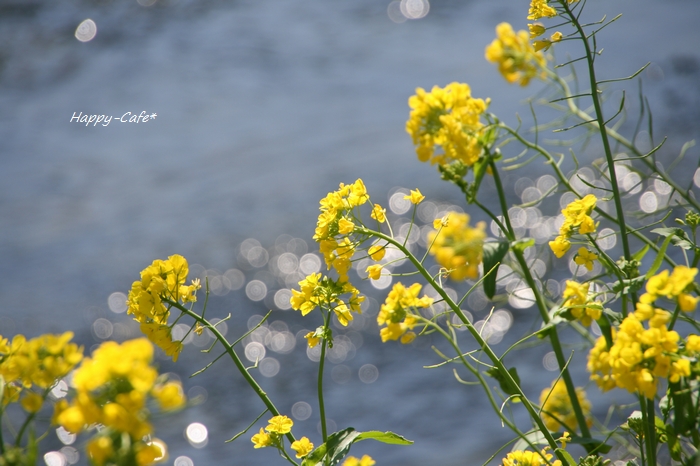 キラキラ玉ボケと菜の花_e0148667_9382681.jpg