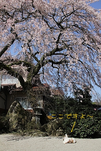 お寺のしだれ桜とお散歩_f0058277_18243681.jpg