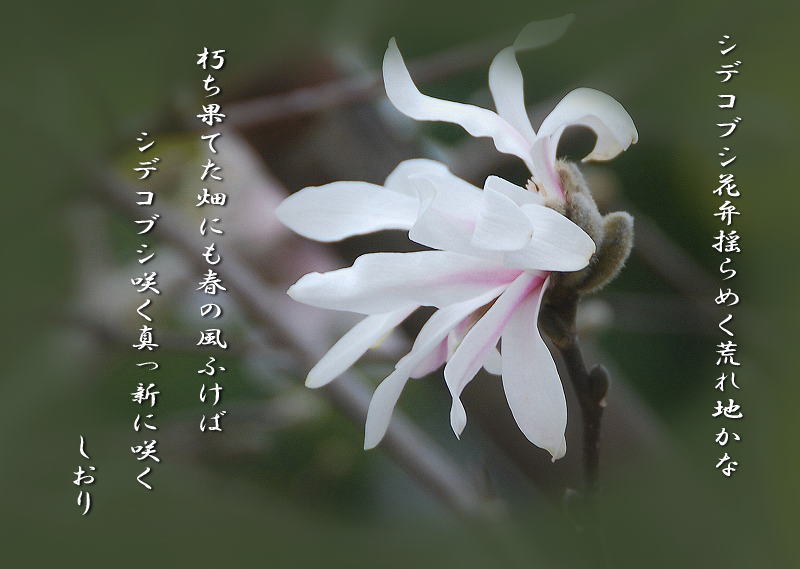 春の花　画像短歌それぞれ_c0187781_1382250.jpg