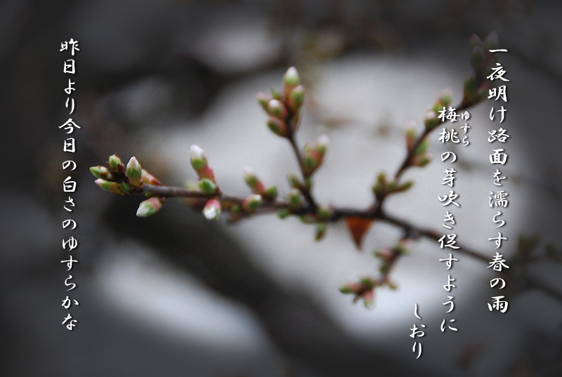 春の花　画像短歌それぞれ_c0187781_6594047.jpg