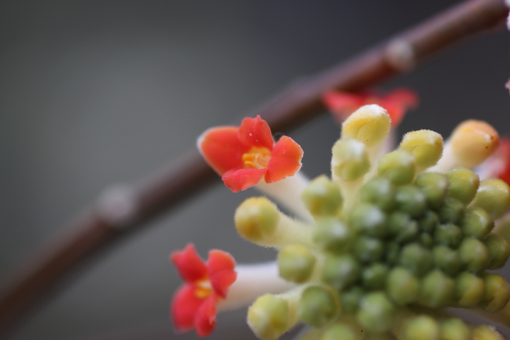 「　はじける花火のように　」　ベニバナミツマタ_f0164989_3413617.jpg