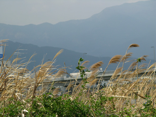 風さんとジルバダンス♪河川敷・左岸で_c0011204_21462039.jpg