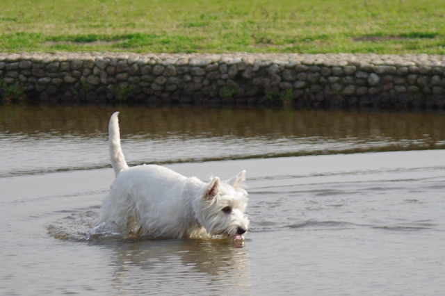 川とのふれあい公園_e0138005_08929.jpg