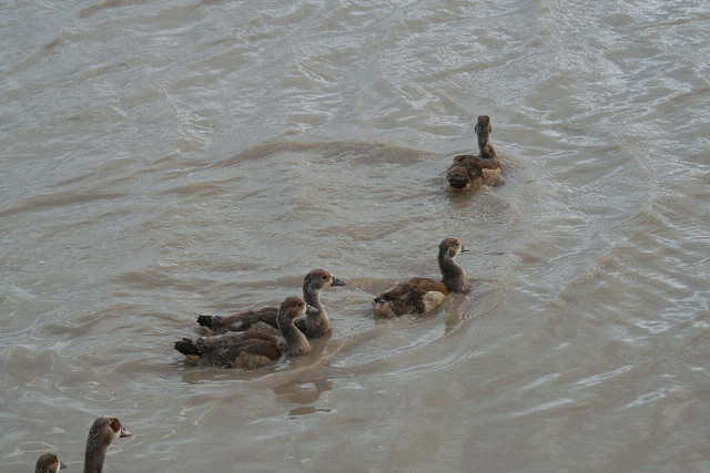 ケニヤ・さようならモラトリアム旅行‐20_e0168109_7484597.jpg