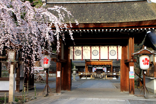 平野神社の桜　2、魁さくら_e0048413_17201231.jpg