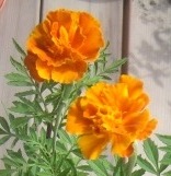 b0181015_2011050.jpg