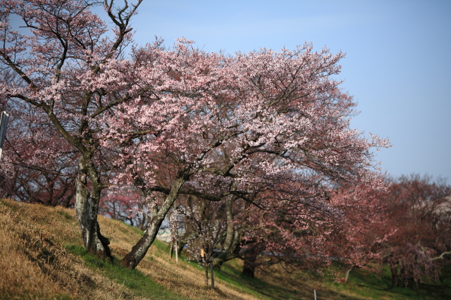 光明寺公園のしだれ桜　_a0134118_2354475.jpg