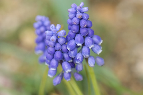 春の花 紫色 我が家の花たち
