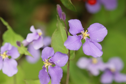 春の花・・・紫色_c0042418_1445252.jpg