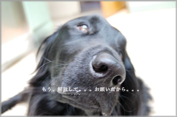 キャベツとベーコンの春の柚子胡椒スープスパ☆_d0104926_032679.jpg