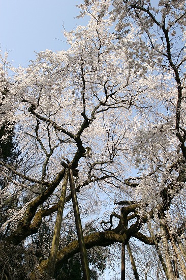 奥山田のしだれ桜_d0001533_1123351.jpg