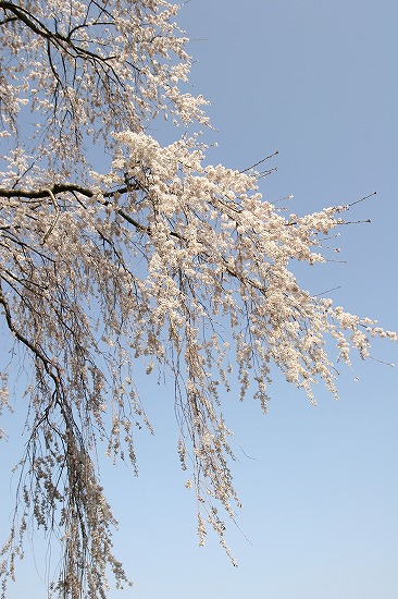 奥山田のしだれ桜_d0001533_11235746.jpg