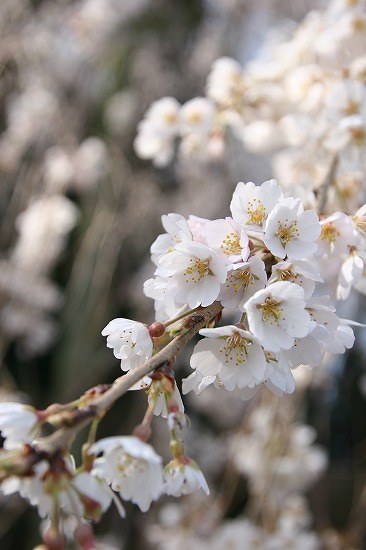 奥山田のしだれ桜_d0001533_11242876.jpg