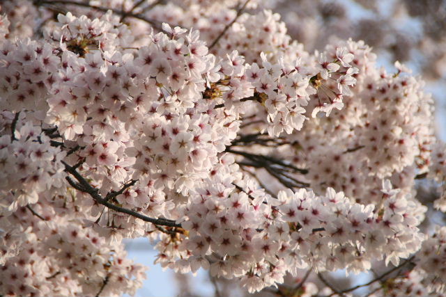 三春滝桜 2009_e0064133_151838.jpg