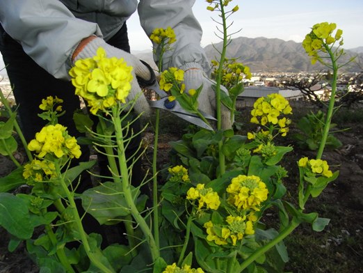 食卓に春運ぶ白菜の花 甲州半農人 山梨で農的生活を始めた東京人が考える農業 環境 そして食 食卓に春運ぶ白菜の花 甲州半農人 山梨で農的生活を始めた東京人が考える農業 環境 そして食