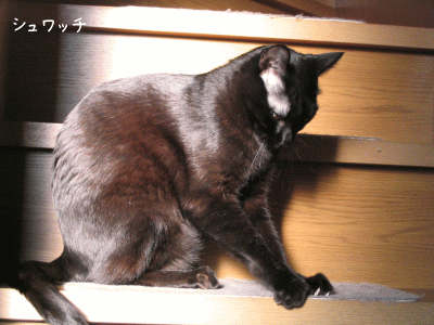 a0166338_9391696.gif