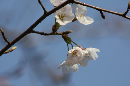 c0074553_8715.jpg