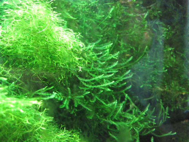 a0148456_21123669.jpg