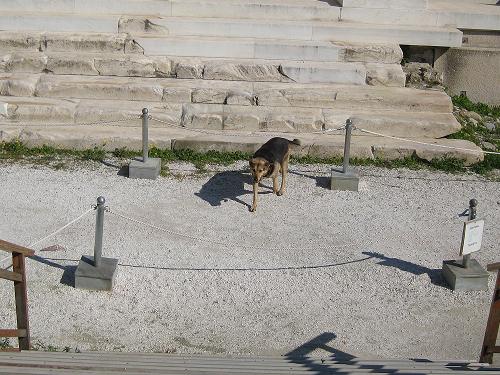 ハドリアヌス図書館遺跡の番犬やってるノラオ_f0037264_20114418.jpg