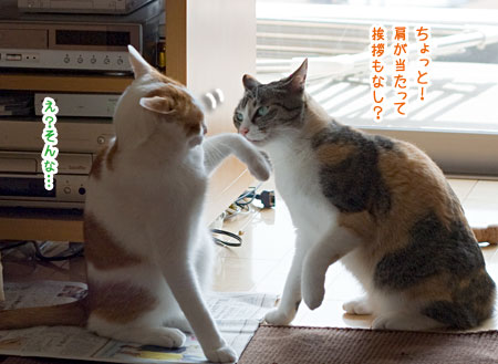 悩める雷蔵くん 梅蔵猫日記