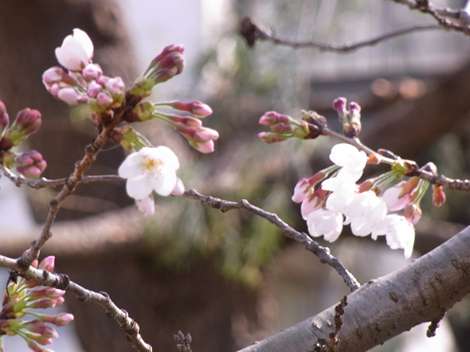 春競馬真っ盛り … 桜も開花_a0150374_1456212.jpg