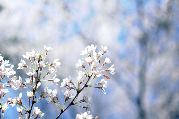 今水桜（いまみずさくら）_c0120376_18364258.jpg