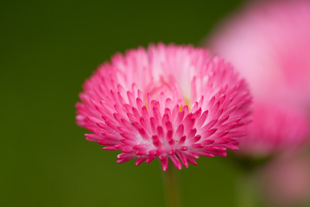 京都府立植物園2010その４_f0224083_9591388.jpg