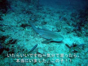 おめでとう!100本ダイバー☆_f0144385_9143576.jpg